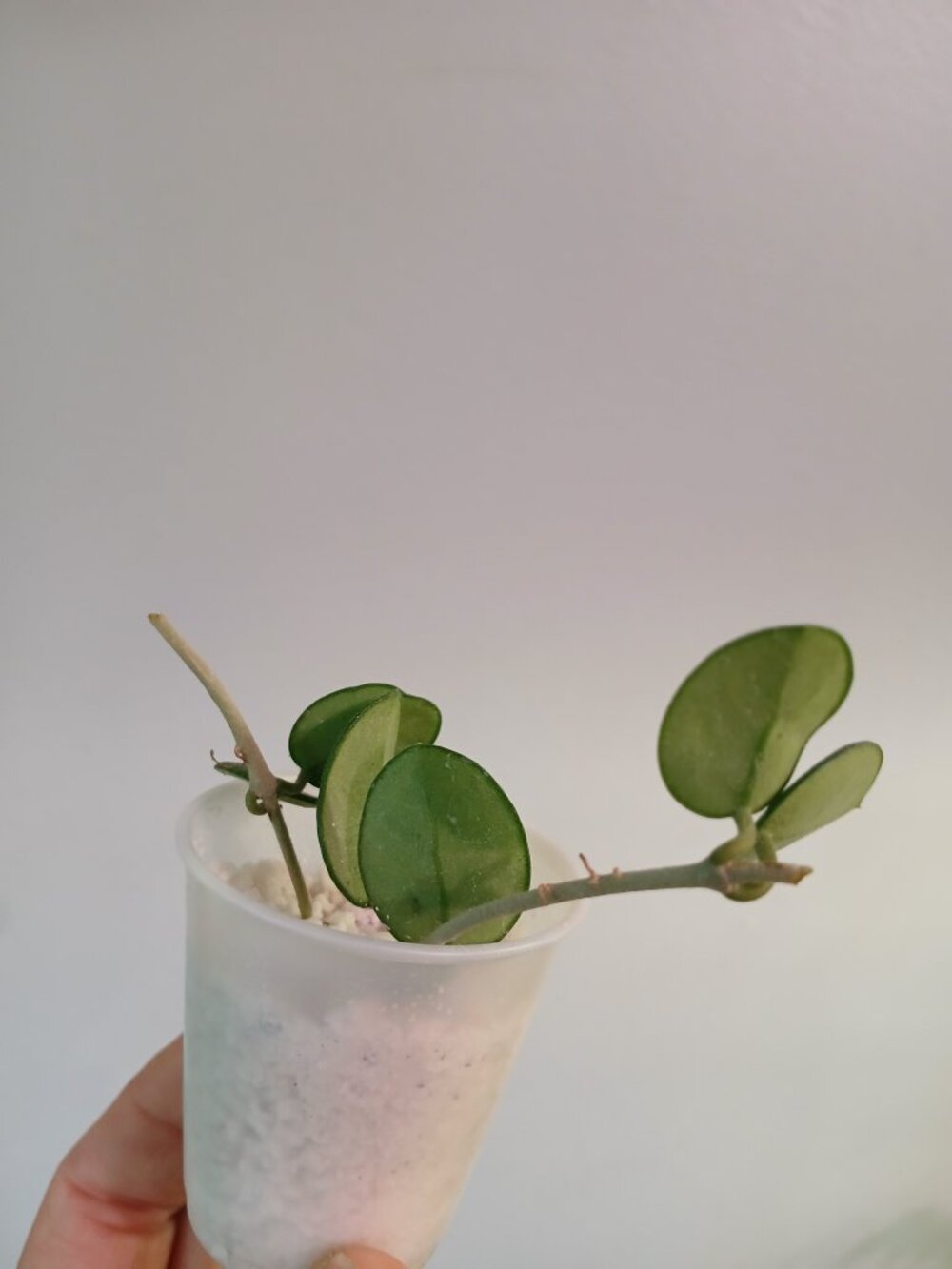 Hoya Mathilde Splash Cutting - Picture 2 of 2